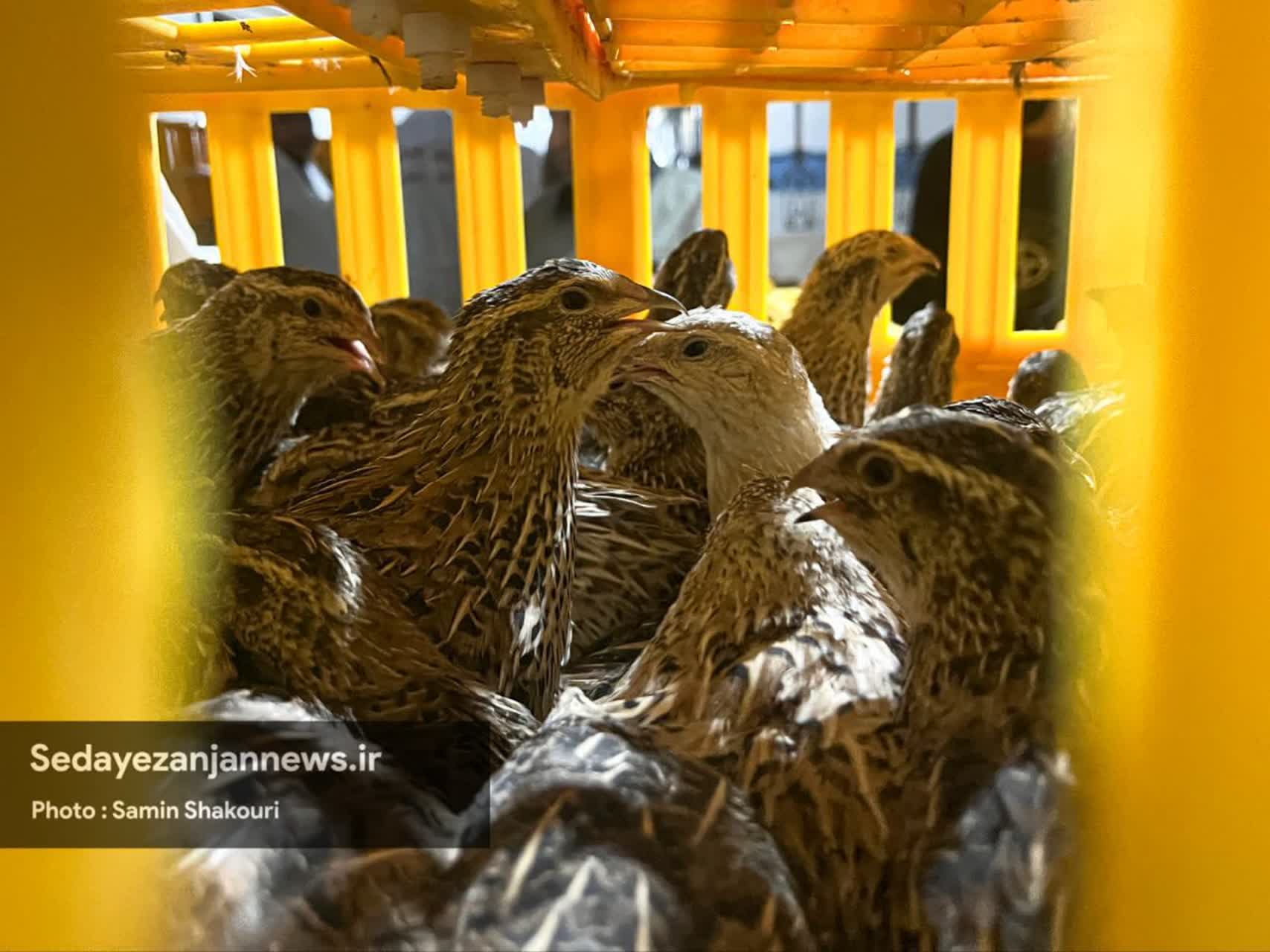 پایگاه خبری صدای زنجان
