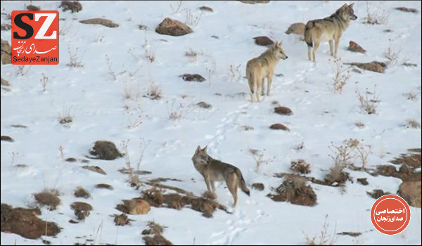 خبرگزاری صدای زنجان