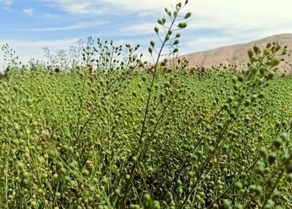 پایگاه خبری تحلیلی صدای زنجان