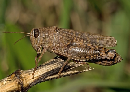 خبرگزاری صدای زنجان