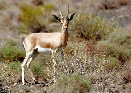 خبرگزاری صدای زنجان