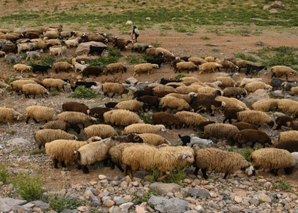 پایگاه خبری صدای زنجان