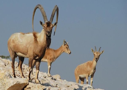 پایگاه خبری تحلیلی صدای زنجان
