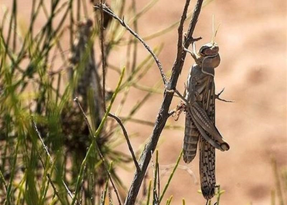 پایگاه خبری صدای زنجان
