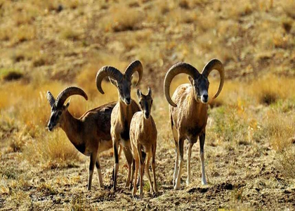 خبرگزاری صدای زنجان