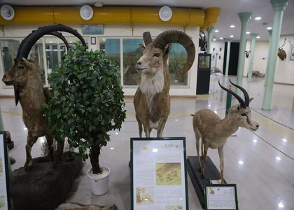 پایگاه خبری صدای زنجان