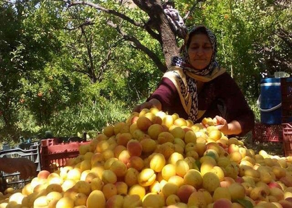 پایگاه خبری صدای زنجان