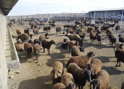 خبرگزاری صدای زنجان