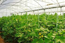 پایگاه خبری صدای زنجان