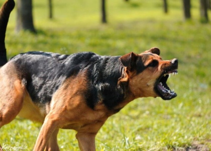 خبرگزاری صدای زنجان