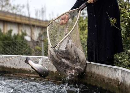 پایگاه خبری صدای زنجان