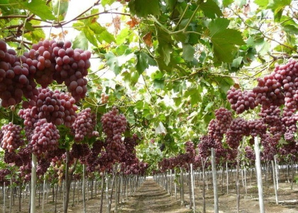 پایگاه خبری تحلیلی صدای زنجان