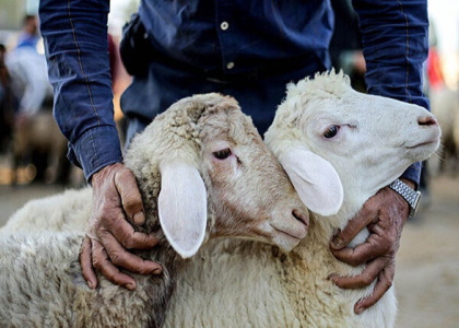 پایگاه خبری صدای زنجان