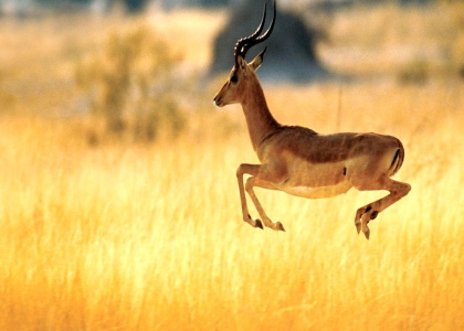 پایگاه خبری صدای زنجان