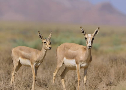 پایگاه خبری صدای زنجان