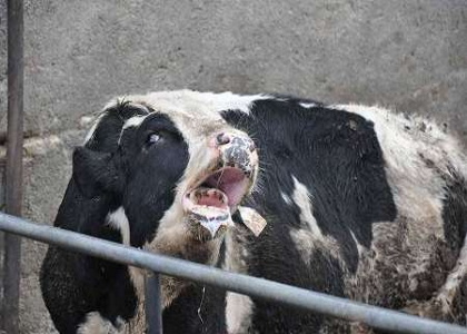 پایگاه خبری تحلیلی صدای زنجان