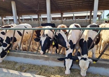 پایگاه خبری تحلیلی صدای زنجان