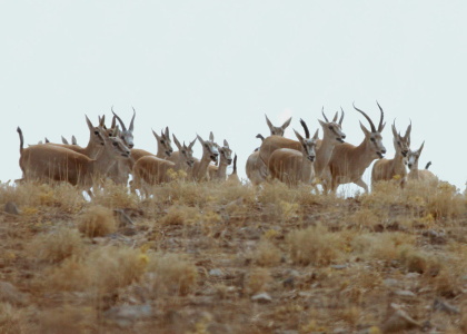خبرگزاری صدای زنجان