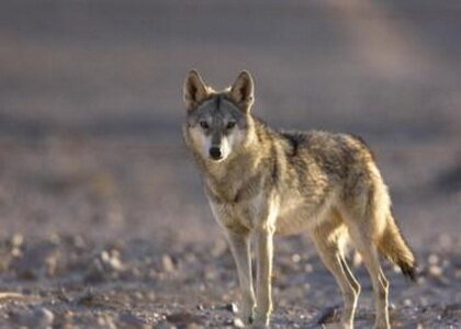 پایگاه خبری تحلیلی صدای زنجان