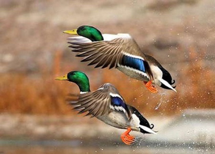 خبرگزاری صدای زنجان