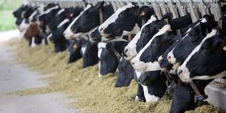 پایگاه خبری تحلیلی صدای زنجان