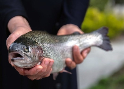 پایگاه خبری صدای زنجان
