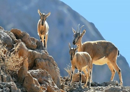 خبرگزاری صدای زنجان