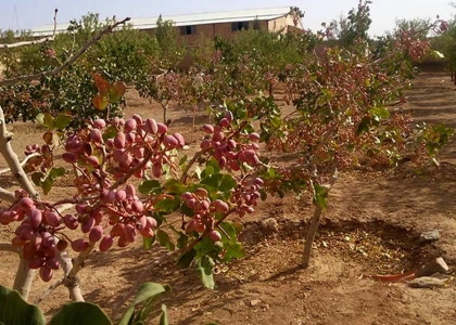 پایگاه خبری صدای زنجان