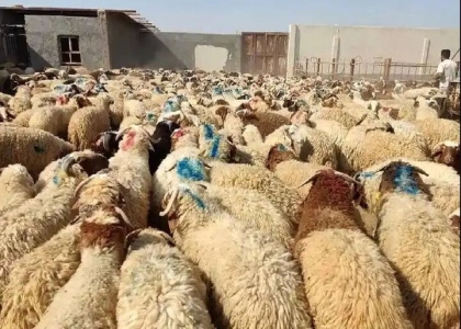 پایگاه خبری صدای زنجان