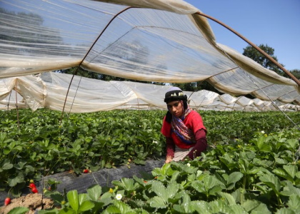 پایگاه خبری صدای زنجان