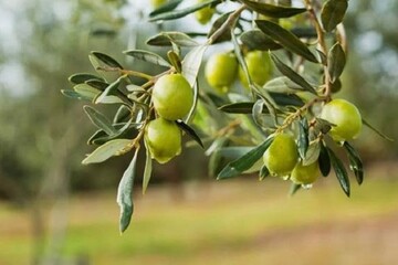 پایگاه خبری صدای زنجان