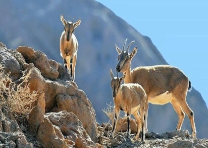 پایگاه خبری صدای زنجان