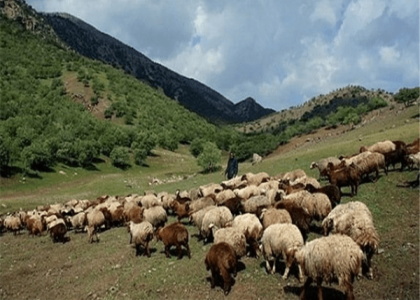 پایگاه خبری صدای زنجان