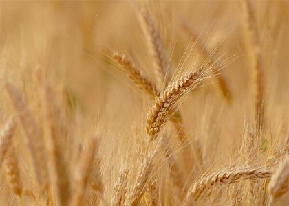 پایگاه خبری صدای زنجان