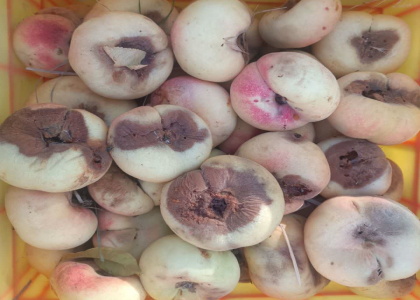 پایگاه خبری صدای زنجان