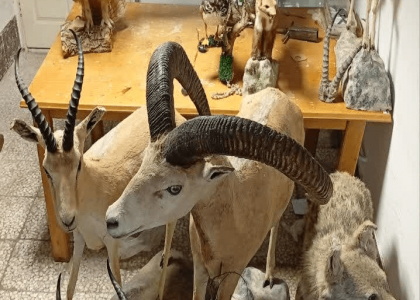 پایگاه خبری صدای زنجان