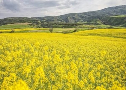 پایگاه خبری صدای زنجان