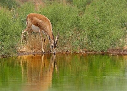پایگاه خبری صدای زنجان