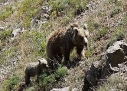 پایگاه خبری صدای زنجان