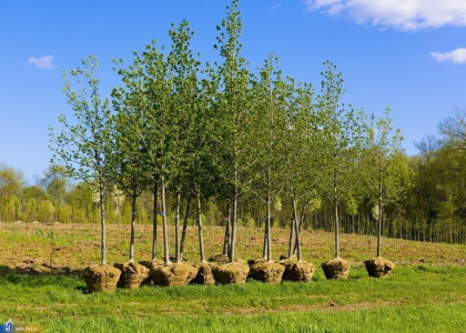 پایگاه خبری صدای زنجان