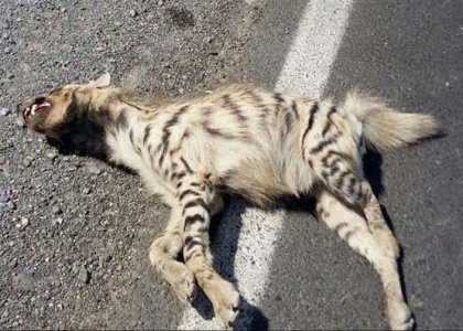 پایگاه خبری صدای زنجان