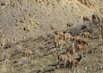 پایگاه خبری صدای زنجان