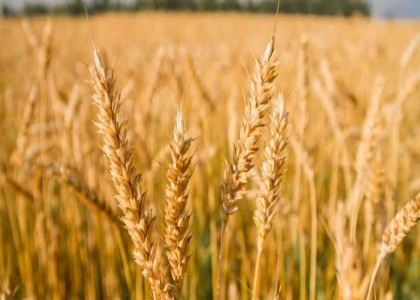 پایگاه خبری صدای زنجان
